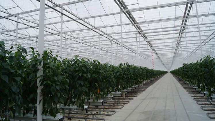 Tencent und Wageningen University & Research glauben, dass selbstlernende Gewächshäuser die Gemüseproduktion steigern und die Gewächshausproduktion auf ein neues Niveau bringen können. Bild: GABOT.