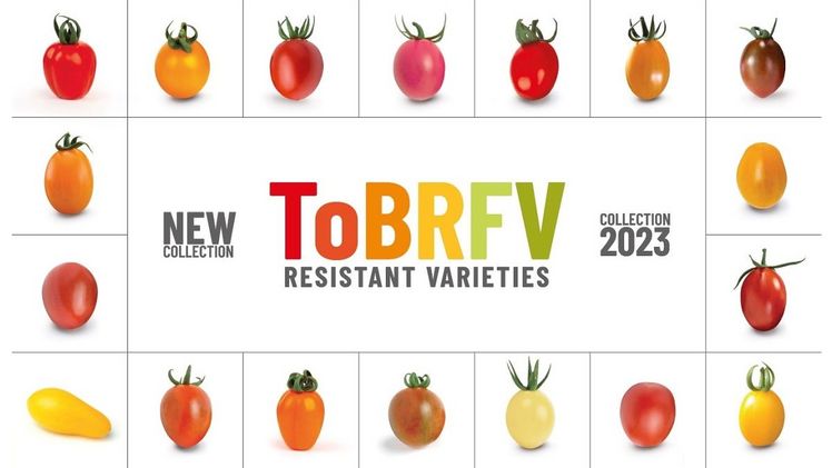 TomaTech-Nirit hat Tomatensorten entwickelt, die gegen ToBRFV resistent sind. Bild: TomaTech-Nirit.