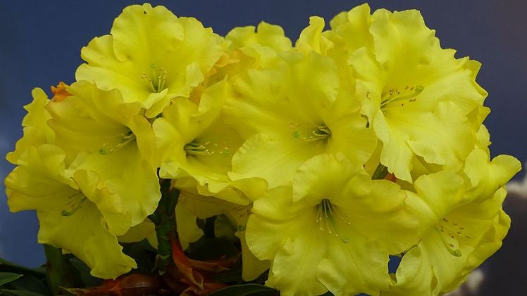 Leuchtend gelbe Blüten: Rhododendron Hybride 'Junigold'(R). Bild: Baumschule H. Hachmann.