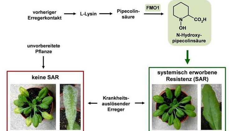 N-Hydroxypipecolinsäure (rechts) stimuliert die SAR der Ackerschmalwand, so dass sie immun gegen verschiedene Pflanzenpathogene wie die Blattflecken-Erreger oder den falschen Mehltau gemacht werden. Bild: Jürgen Zeier