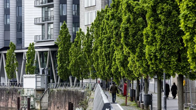 Vor allem für Nachpflanzungen im urbanen Raum sind große Bäume wesentlich besser als kleine. Bild: ENA / BdB Graf Luckner.