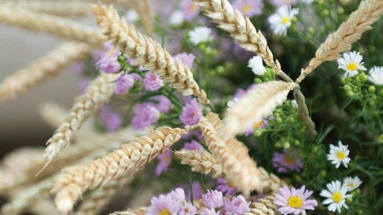 Neuheit Elise von Kwekerij Zijdezicht. Bild: Kwekerij Zijdezicht.