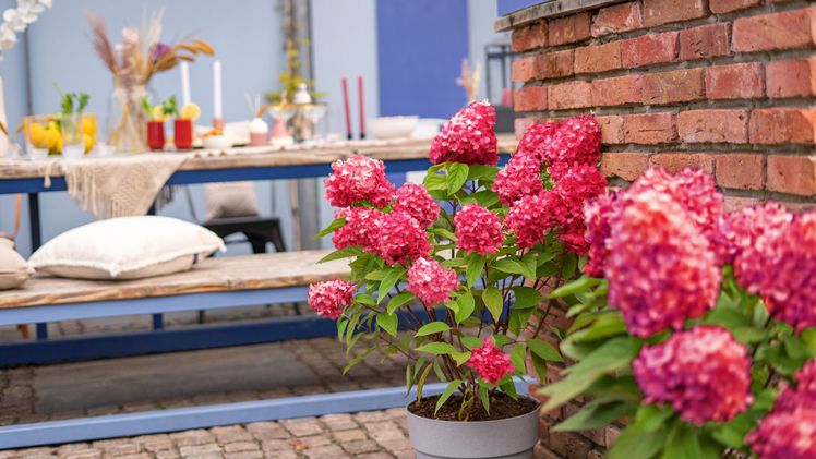 Rispenhortensie Bloody Marie® im Kübel. Bild: 'Bloody Marie®'.