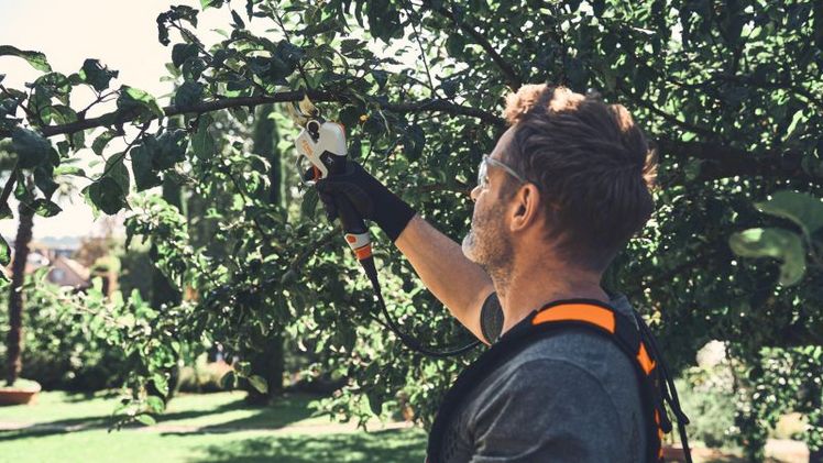 Die kraftvolle Akku-Astschere STIHL ASA 140 schneidet mühelos Reben und Äste mit einer Stärke von bis zu 45 Millimetern sauber ab. Dabei kann die Öffnungsweite der Klinge in zwei Stufen an unterschiedliche Schnittstärken angepasst werden und der progressive Schnitt sorgt für die benötigte Präzision. Bild: STIHL.