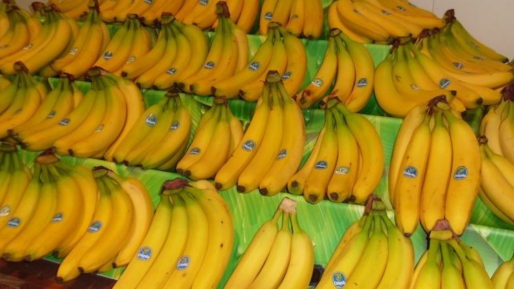 Die Reifung von Bananen, Mangos und Avocados soll kein Buch mit Siegeln mehr sein. Bild: GABOT.