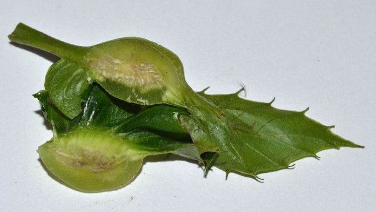 Aufgeschnittene Galle mit Larvengängen der Esskastaniengallwespe (Dryocosmus kuriphilus). Bild: LWK NRW. Aufgeschnittene Galle mit Larvengängen der Esskastaniengallwespe (Dryocosmus kuriphilus). Bild: LWK NRW.