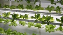 Indoor-Farmen ermöglichen durchgängige Pflanzenkultivierung. Bild: GABOT.