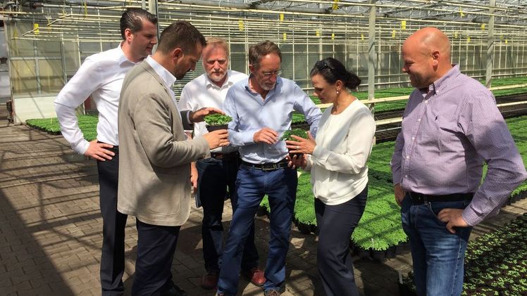 Im Kräuterbetrieb von Reiner Borrmann erörtern die Beteiligten die Kultur von Basilikum. (v.l.) Dirk Matuszewski, Bertram Fleischer, Jochen Winkhoff, Reiner Borrmann, Gitta Connemann und Thomas Albers. Bild: ZVG/Winkhoff.