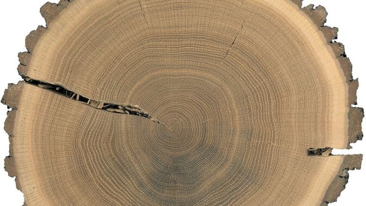 Baumscheibe einer Eiche für die Isotopen-Probenentnahme. Bild: Ulf Büntgen.