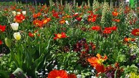 Parks und Gärten stellen sich - online und interaktiv via Zoom - vor. Bild: Botanischer Sondergarten Wandsbek.