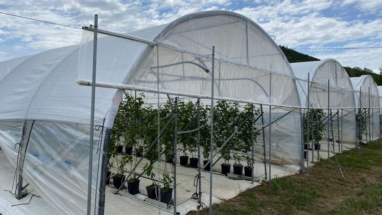 Die Arrigoni-Gruppe hat Prisma® getestet, eine Reihe von Schutzschirmen, die die Lichtstreuung optimieren und gleichzeitig die Temperaturkontrolle gewährleisten. Bild: Arrigoni. Die Arrigoni-Gruppe hat Prisma® getestet, eine Reihe von Schutzschirmen, die die Lichtstreuung optimieren und gleichzeitig die Temperaturkontrolle gewährleisten. Bild: Arrigoni.