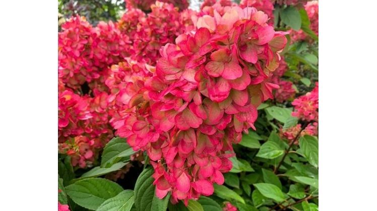 Die Rispenhortensie Hydrangea paniculata 'Bloody Marie'® wird zum Herbst hin kräftig dunkelrot. Bild: Baumschule Busche.