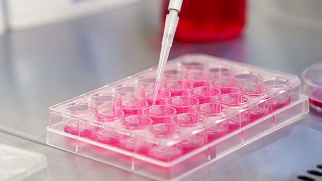 Stammzellentest. Bild:  Bundesinstitut für Risikobewertung.