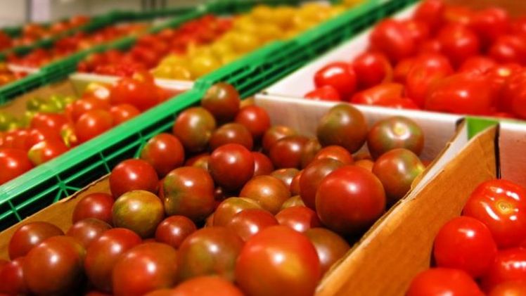 Jetzt sind Schweizer Tomaten auf dem Markt.