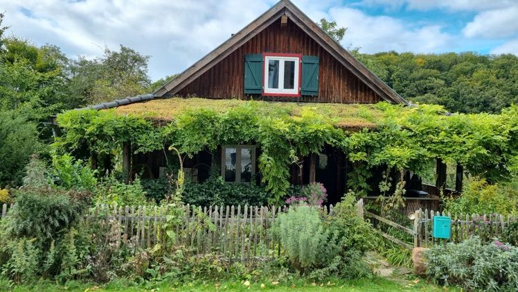 Der Vorgarten von Birgit Urbanus in Blankenheim/Rohr: Ein Vorgarten mit „Wow“-Effekt! Neben einer üppigen, artenreichen Bepflanzung findet sich hier auch eine Dach- und Fassadenbegrünung. Natursteinplatten mit offenen Fugen leiten den Weg durch die grüne Oase zur Haustür, die Pfade rund ums Haus bestehen hauptsächlich aus Rasen. Die vielen verschiedenen Pflanzen bieten ein Paradies für verschiedenste Insekten. Bild: Verband Wohneigentum NRW e. V., Verband Garten-, Landschafts- und Sportplatzbau NRW e. V. (VGL NRW), Landesverband der Gartenbauvereine NRW e. V..