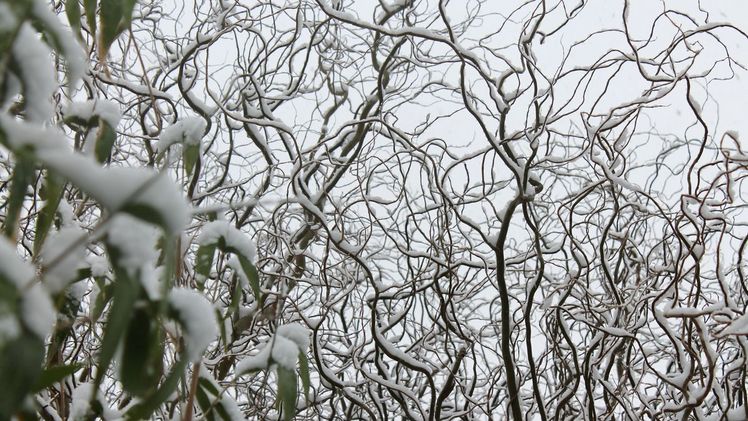 Bei der Korkenzieher-Hasel sind die Äste ein wahrer Hingucker: Bizarr drehen sie sich zum Himmel. Gerade an schneereichen Tagen im Winter bietet diese Hasel ein eindrucksvolles Bild. Bild: BGL.