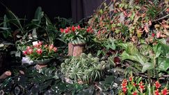 Impressionen von den Genter Floraliën. Bild: GABOT.
