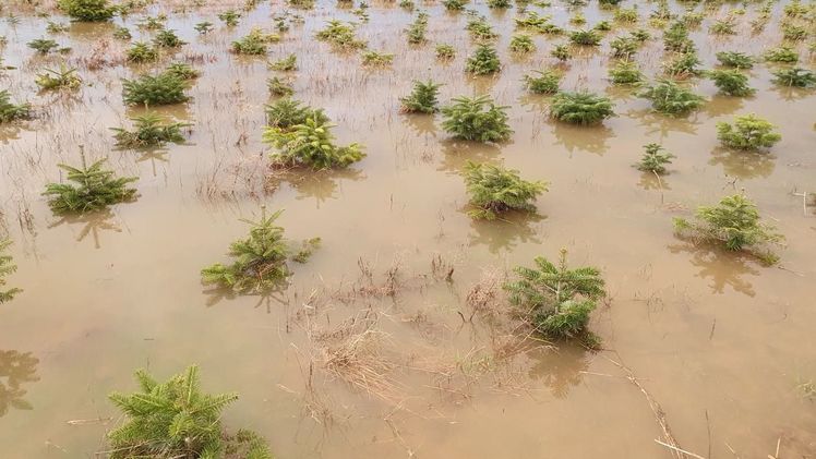 Glück im Unglück: Das Hochwasser trifft viele Weihnachtsbaumanbauer erst nach der Verkaufssaison. Dieses Bild zeigt eine Kultur in Gilten im Aller-Leine-Tal (Lkr. Heidekreis, Niedersachsen). Foto: Rainer Backhaus.