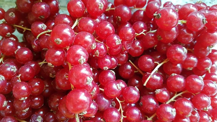Im Jahr 2022 wurden gut 8.800 Tonnen Rote und Weiße Johannisbeeren geerntet. Bild: GABOT.