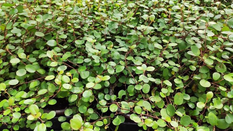 Muehlenbeckia ist jetzt neu im Sortiment von PKM. Bild: GABOT.
