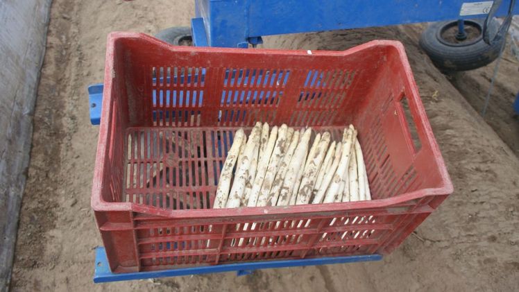 Im Norden Deutschlands beginnt die Spargelsaison traditionell etwas später. Bild: GABOT.