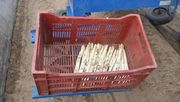 Die diesjährige Erntemenge schätzen die Thüringer Betriebe mit Spargelanbau auf rund 1.371 Tonnen. Bild: GABOT.