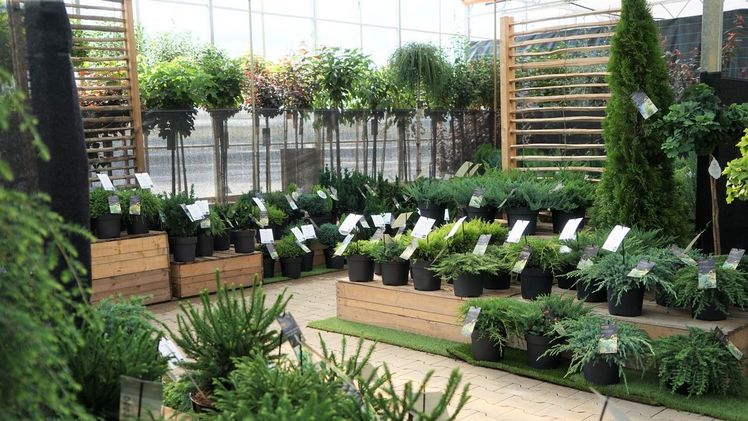 Von Anfang November bis Ende Januar sind in zahlreichen Baumschulen die Hausmessen aufgebaut. Bild: BdB.