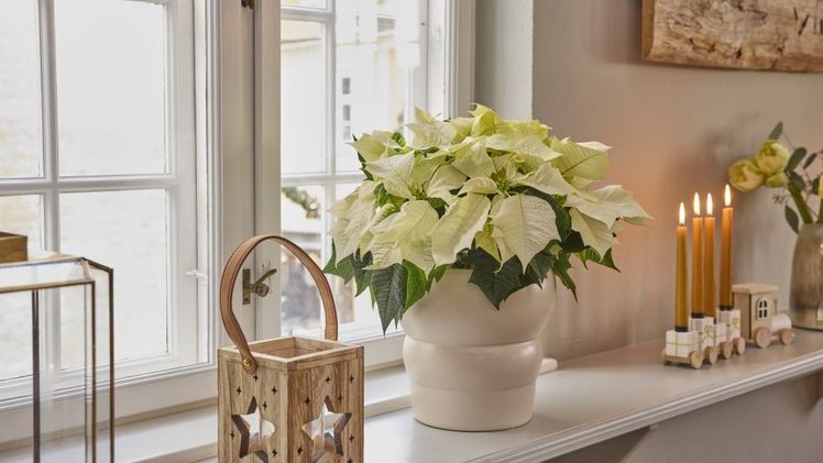 Die Experten von Stars for Europe (SfE) erklären, worauf es jetzt ankommt, damit Weihnachtssterne wieder zu Hochform auflaufen. Bild: Stars for Europe.