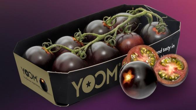 Die neue Tomatensorte YOOM™ von Syngenta Seeds. Bild: Syngenta Seeds.