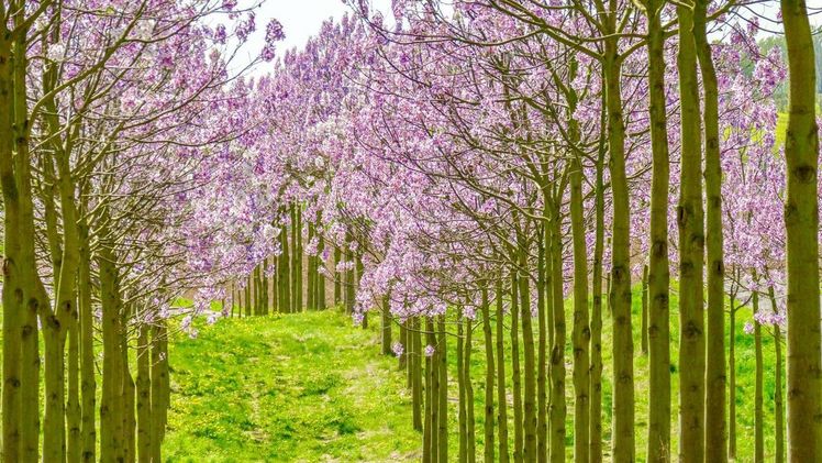 Kiri-Baum 'NordMax21' ®, Paulownia fortunei x P. tomentosa. Bild: Blu Blumen.