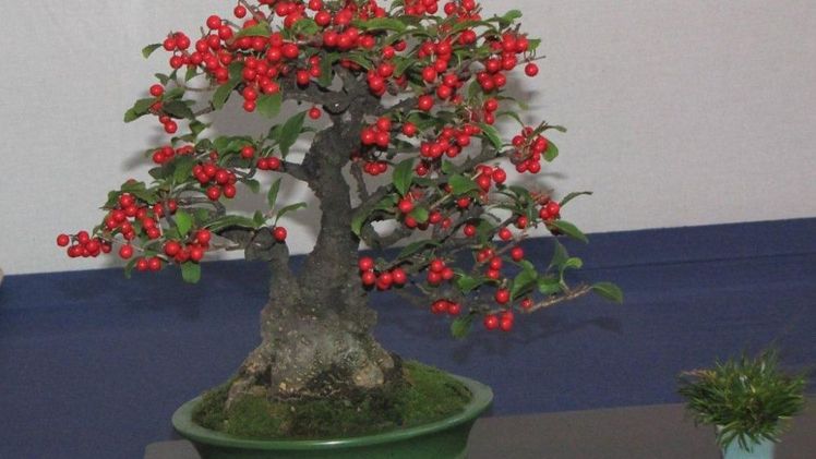 Bonsai Bäume