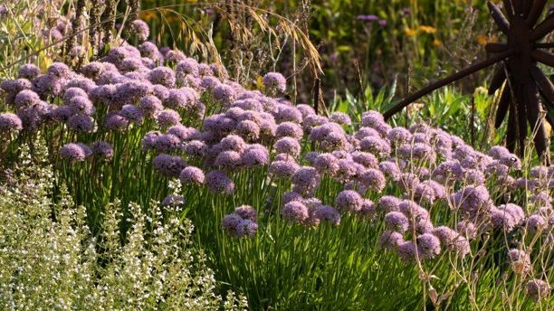 Rundum gelungen: Ausdauernder Lauch (Allium senescens ssp. senescens) wird auch unter dem Namen Berg-Lauch angeboten. Bild: GMH/Andre Stade.