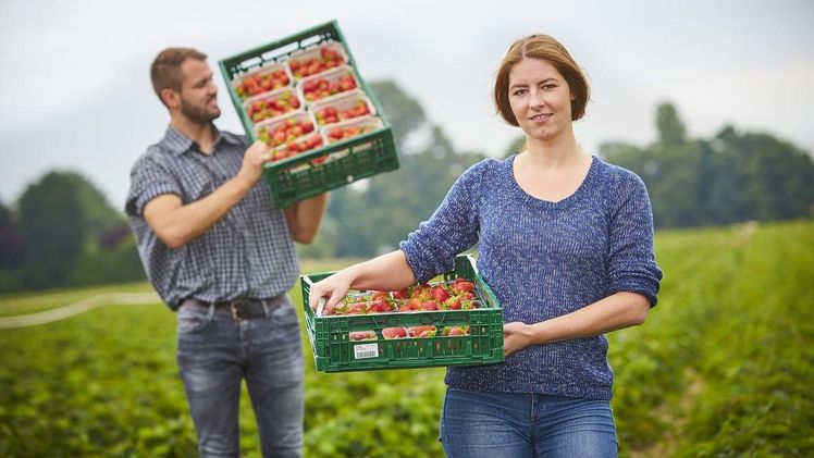 Es ist wieder Erdbeersaison in Deutschland! Jetzt kommen die gesunden und aromatischen Früchte aus regionalem Anbau - das ist nicht nur gut für alle Menschen, sondern auch fürs Klima und die Umwelt. Bild: GMH.