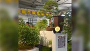 Die Grpße Goldmedaille für Bonsai Lorsch. Bild: © Deutsche Bundesgartenschau-Gesellschaft.