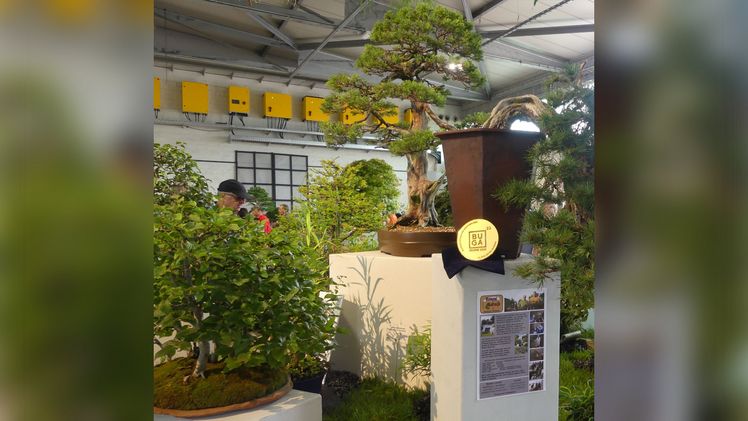Die Grpße Goldmedaille für Bonsai Lorsch. Bild: © Deutsche Bundesgartenschau-Gesellschaft.