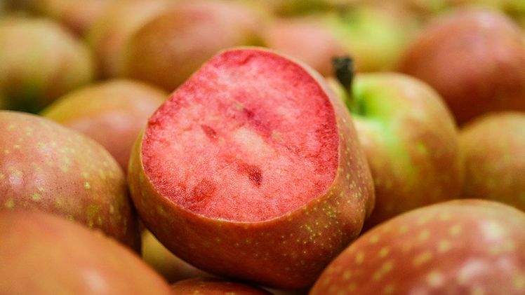 Kissabel® ist die erste rotfleischige Apfelsorte, die erfolgreich in beträchtlichen Mengen verkauft wurde. Bild: Kissabel®.