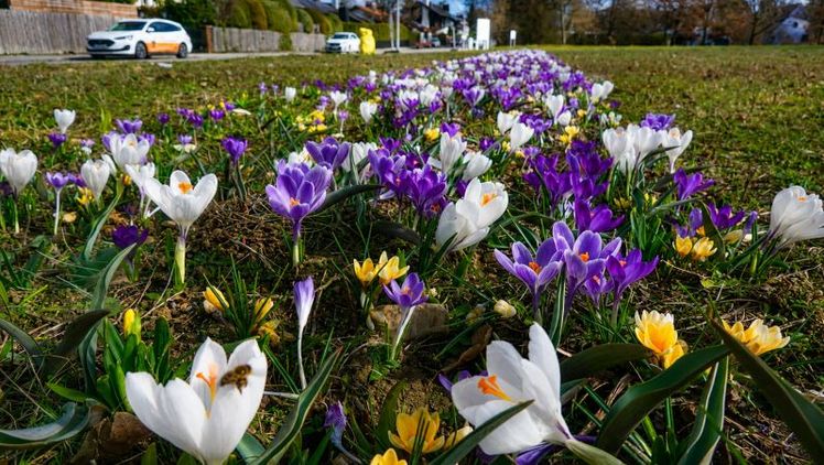 Die Stärke von "Bienentraum" liegt in der frühen Blütezeit. Bild: Verver Export.
