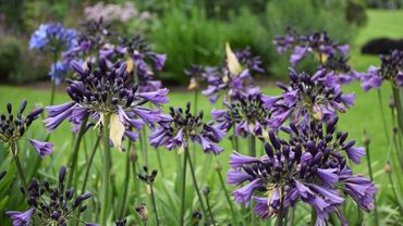 Agapanthus 'Poppin‘ Purple' gewinnt den Florall-Award in Silber. Bild: Florall.