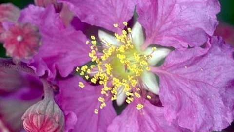 Wo Bienen angelockt werden....