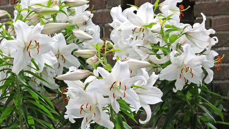 Wenn möglich, sollten Lilien an einen windgeschützten Standort gepflanzt werden, zum Beispiel nahe einer Mauer. Bild: Fluwel. Wenn möglich, sollten Lilien an einen windgeschützten Standort gepflanzt werden, zum Beispiel nahe einer Mauer. Bild: Fluwel.
