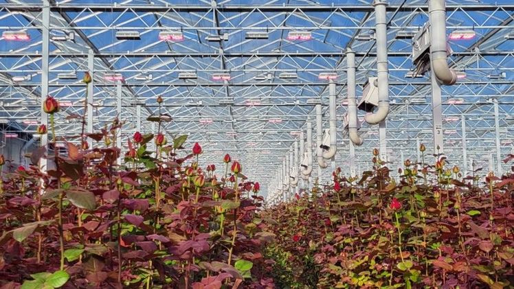 Die Rosen werden in den Gewächshäusern zusätzlich zum Tageslicht mit LED belichtet, um ganzjährig gleichbleibende Qualität zu gewährleisten. Bild: PFFH.