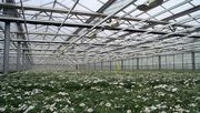 Das Thema Heizen ist im Gartenbau ein wichtiger Hebel für einen effizienten Betrieb. Bild: GABOT.