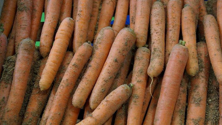 In Sachsen-Anhalt wurden 57.160 t Karotten im Freiland geerntet. Bild: GABOT.