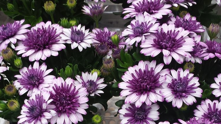 17 Mio. Beet- und Balkonpflanzen und Staudengewächse wurden in Schleswig-Holstein angebaut. Bild: GABOT.