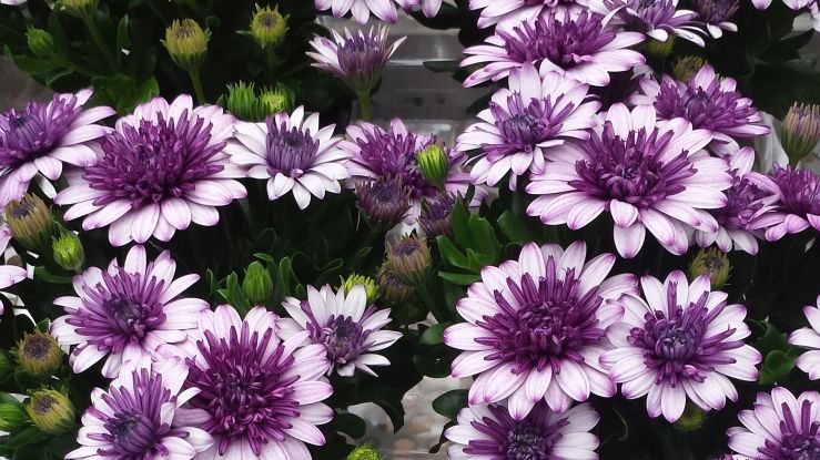 199 Betriebe haben in Hamburg im Jahr 2017 Blumen und Zierpflanzen auf einer Grundfläche von rund 222 Hektar angebaut. Bild: GABOT.