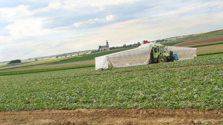 Gurkenernte: Kalte Nächte können das Wachstum stören. Bild: BBV.