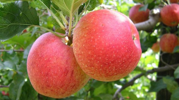 NRW: Apfelernte läuft auf Hochtouren. Bild: LWK NRW.