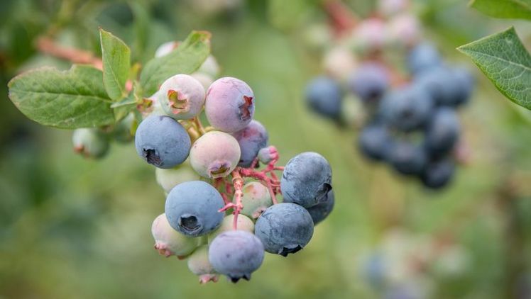 Heidelbeeren wachsen auf der Versuchsstation für Beerenobst der Landwirtschaftskammer Niedersachsen (LWK) in Langförden (Stadt Vechta) heran. Dort arbeitet die LWK in umfangreichen Versuchen an der Optimierung der Qualität der heimischen Heidelbeer-Sorten. Mit 2.239 Hektar Anbaufläche ist Niedersachsen das Hauptanbaugebiet für Heidelbeeren in Deutschland. Archivfoto: Ehrecke/Landwirtschaftskammer Niedersachsen 