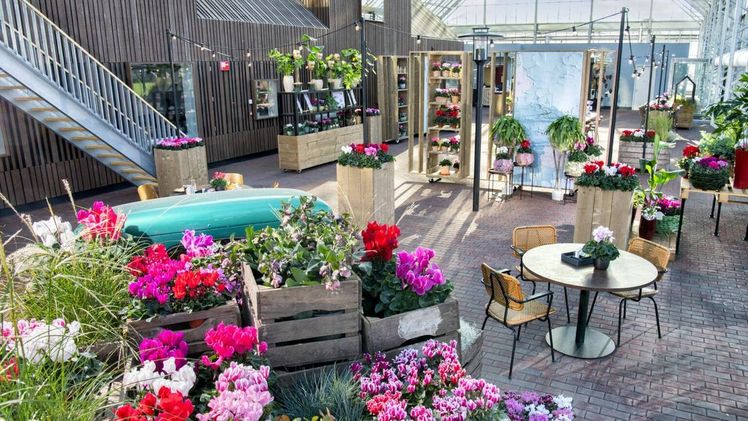 Die Schoneveld Breeding Cyclamen Open Days 2022 finden in den Wochen 43, 44 und 45 in den Gewächshäusern in Wilp statt. Bild: Schoneveld. Die Schoneveld Breeding Cyclamen Open Days 2022 finden in den Wochen 43, 44 und 45 in den Gewächshäusern in Wilp statt. Bild: Schoneveld.
