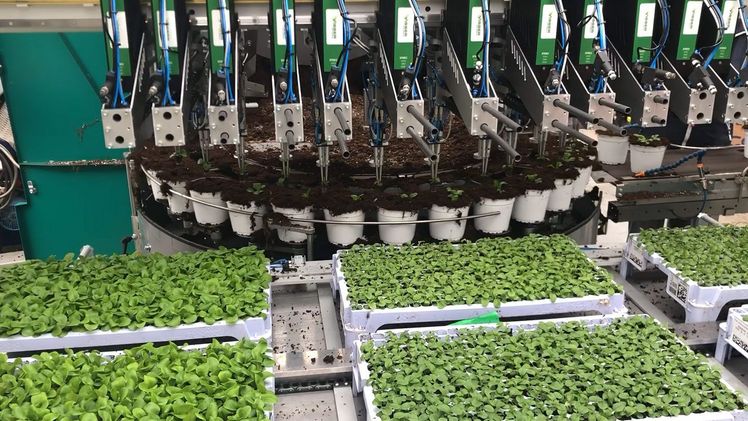 Das im Gartenbau bekannte Unternehmen Visser Horti Systems ist Teil der Viscon Gruppe. Bild: Visser Horti Systems. 